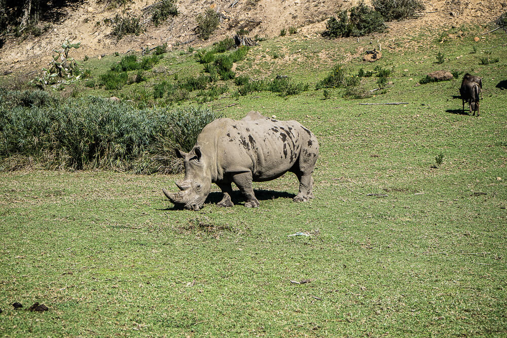 Botlierskop Game Reserve & Villas - Rhino im Park