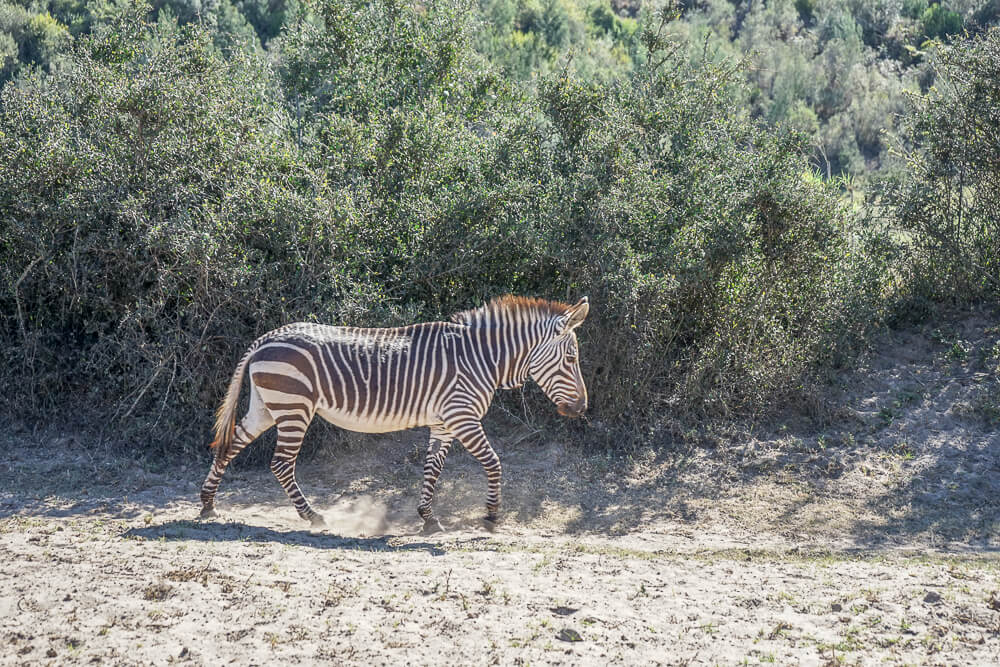 Botlierskop Game Reserve & Villas - Zebra im Park