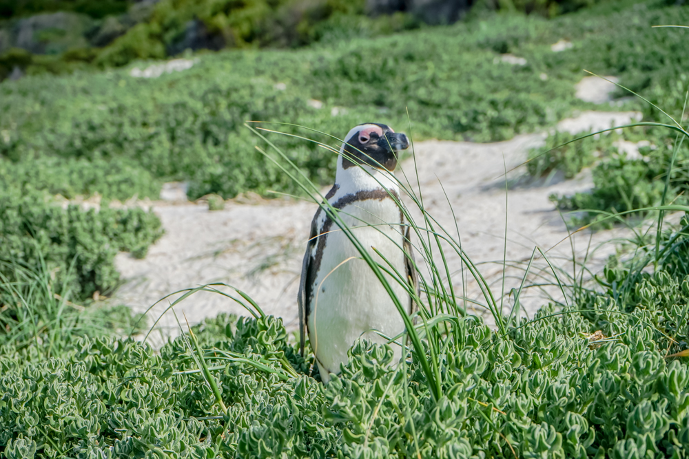 Boulders Beach Pinguine - Pinguine 2