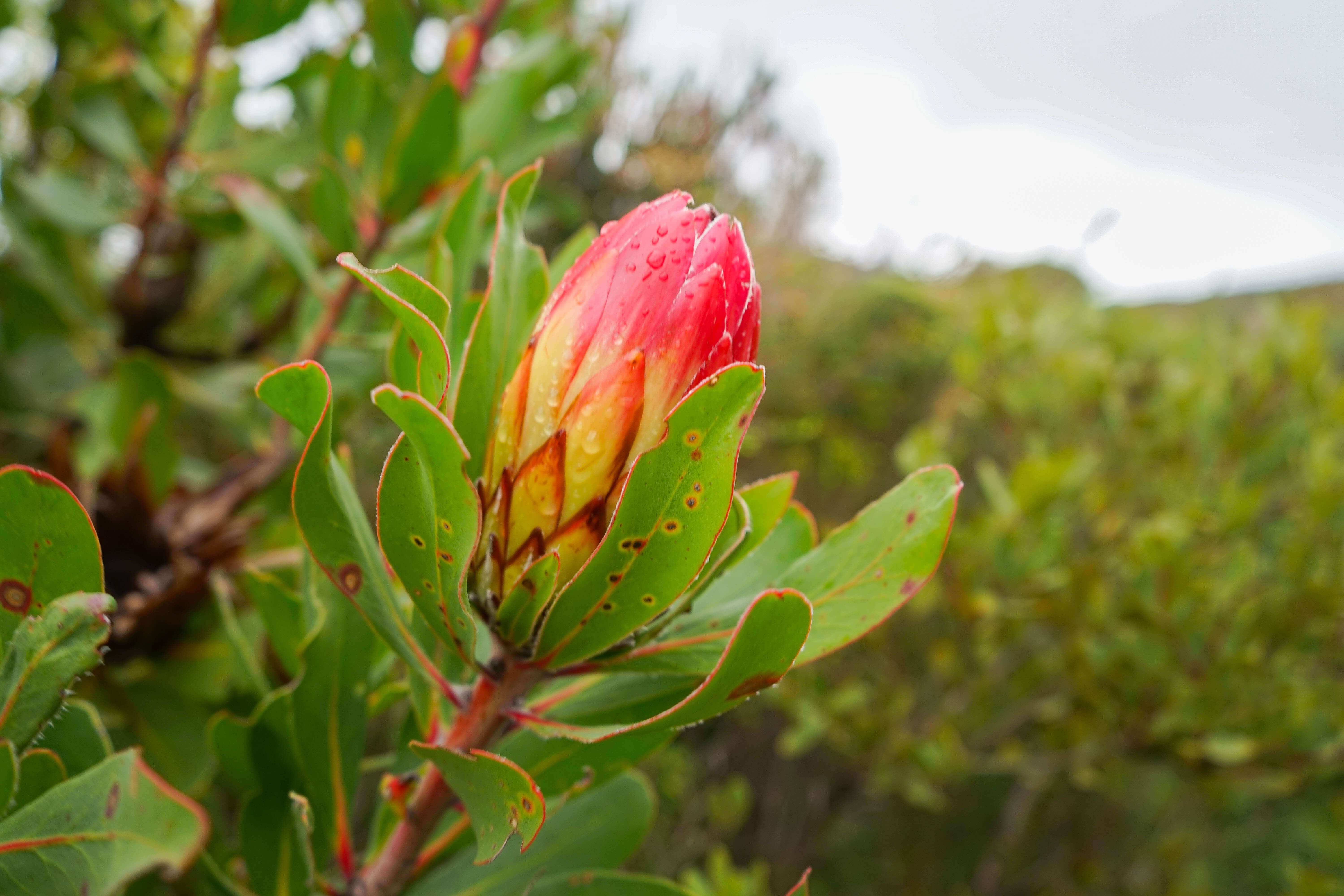 Grootbos Private Nature Reserve - Fynbos Pflanzen 2