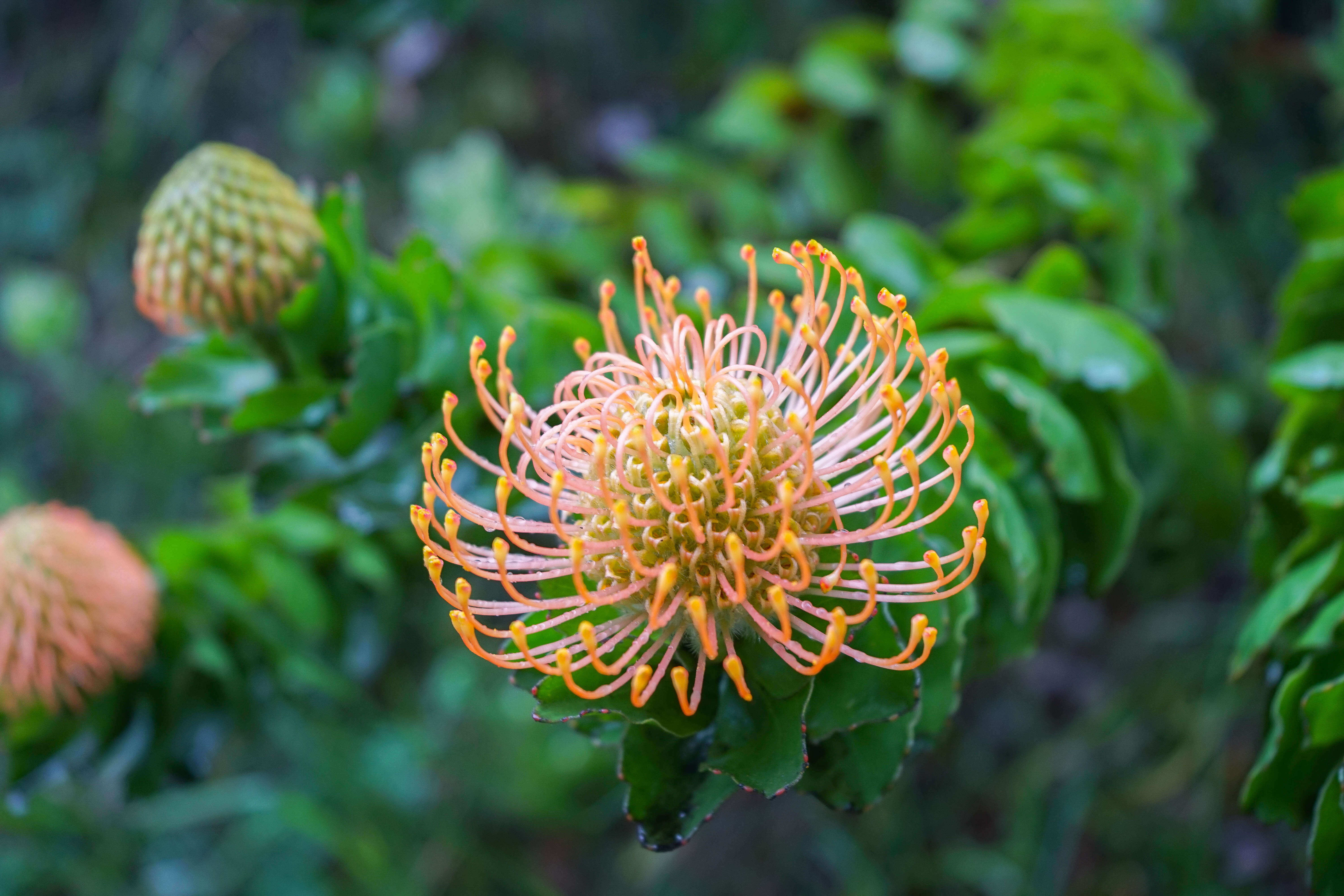 Grootbos Private Nature Reserve - Fynbos Pflanzen 3