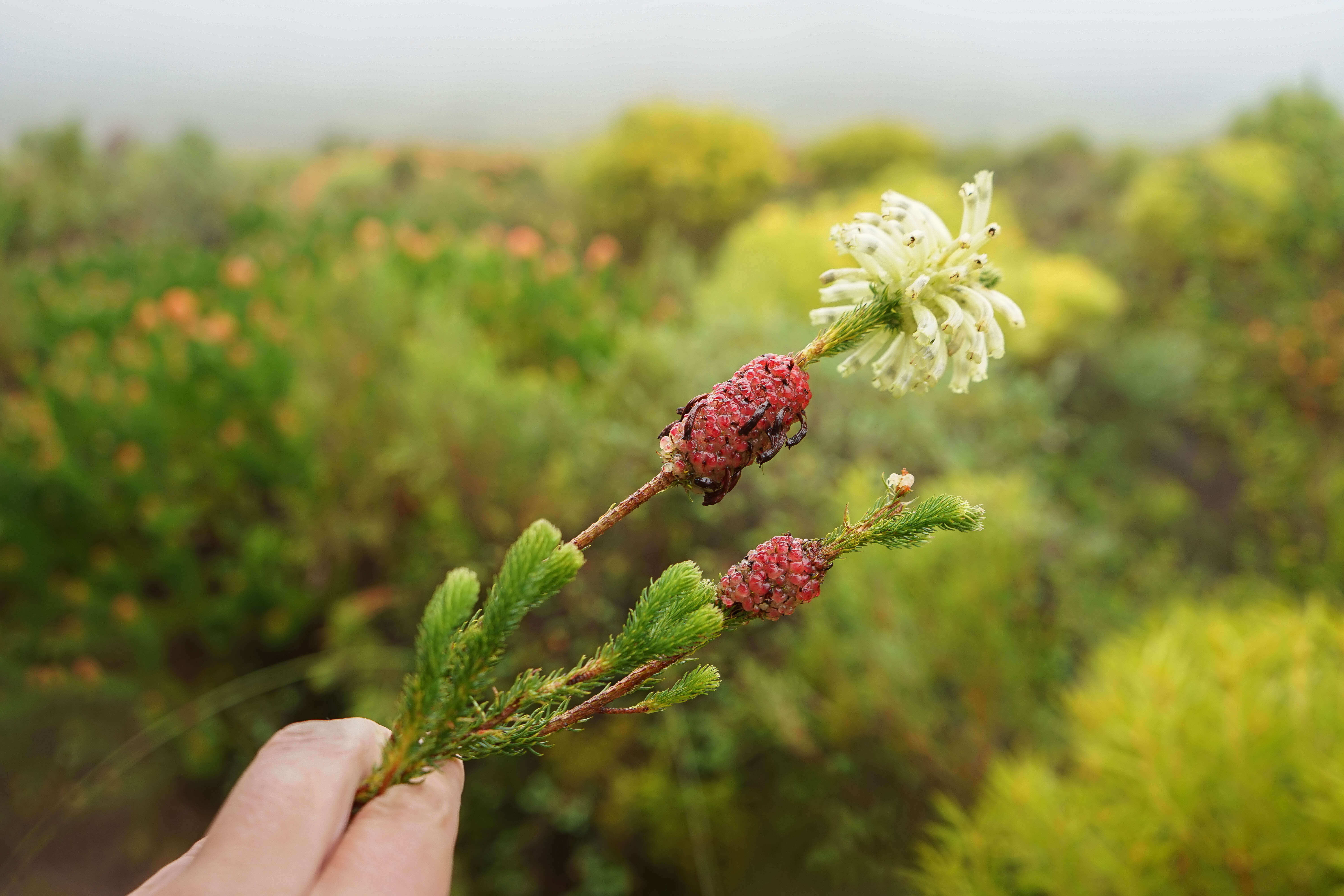 Grootbos Private Nature Reserve - Fynbos Pflanzen 4